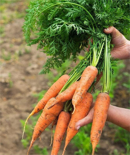 Carrot -Atlas Nutri Vegetable Seeds over 1500pills.