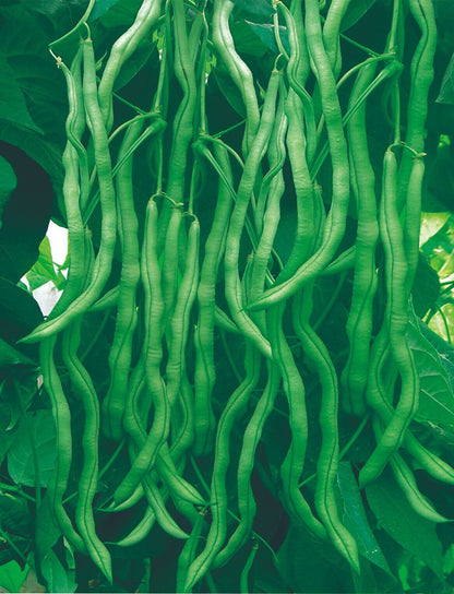 (Cowpea)Stringless Bean -Diana Vegetable Seeds