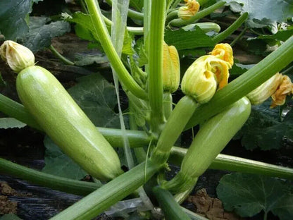 Zucchini -Green Eden