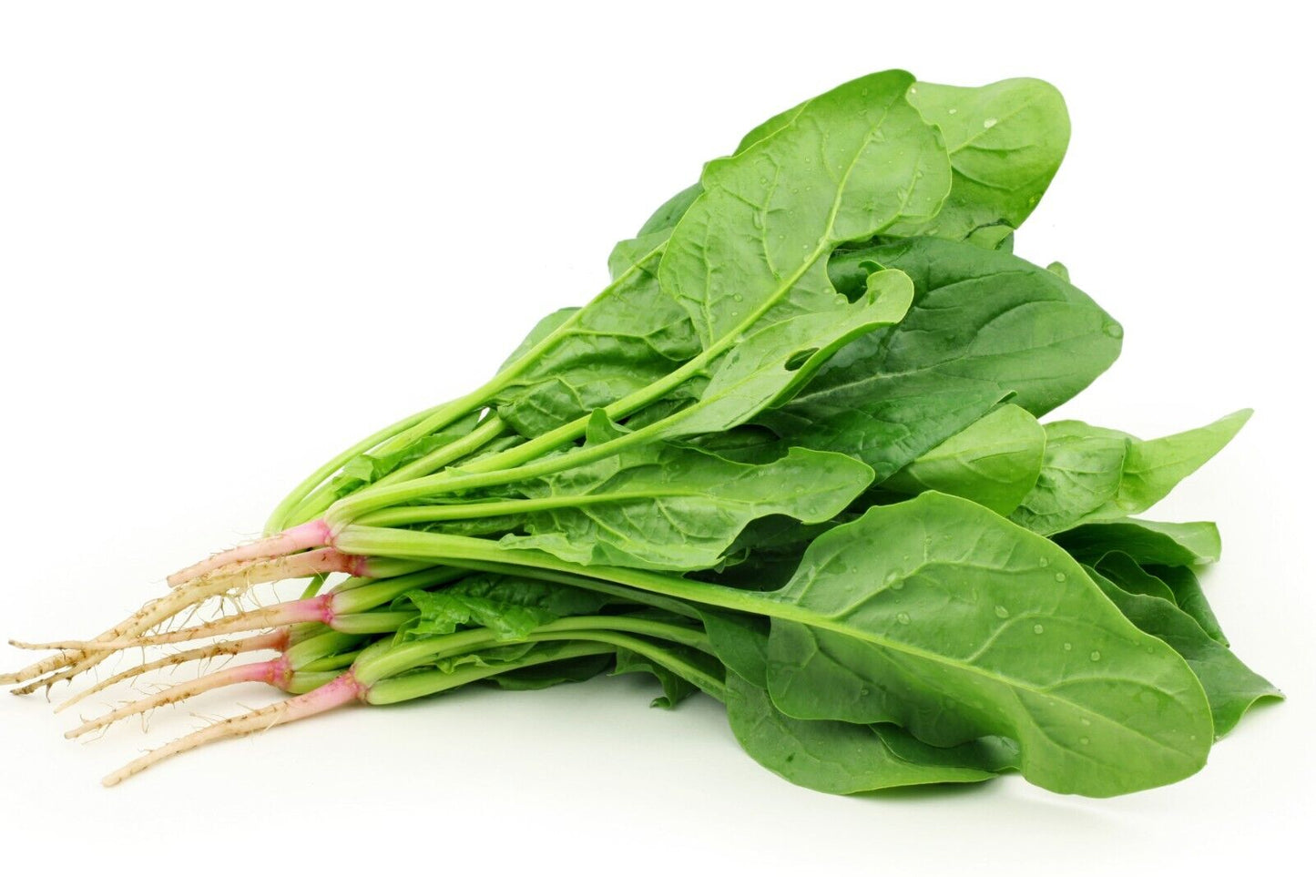 Spinach -Atlas Green Vegetable Seeds