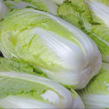 Asian Cabbage -Fresh Vegie Vegetable Seeds over 3000pills