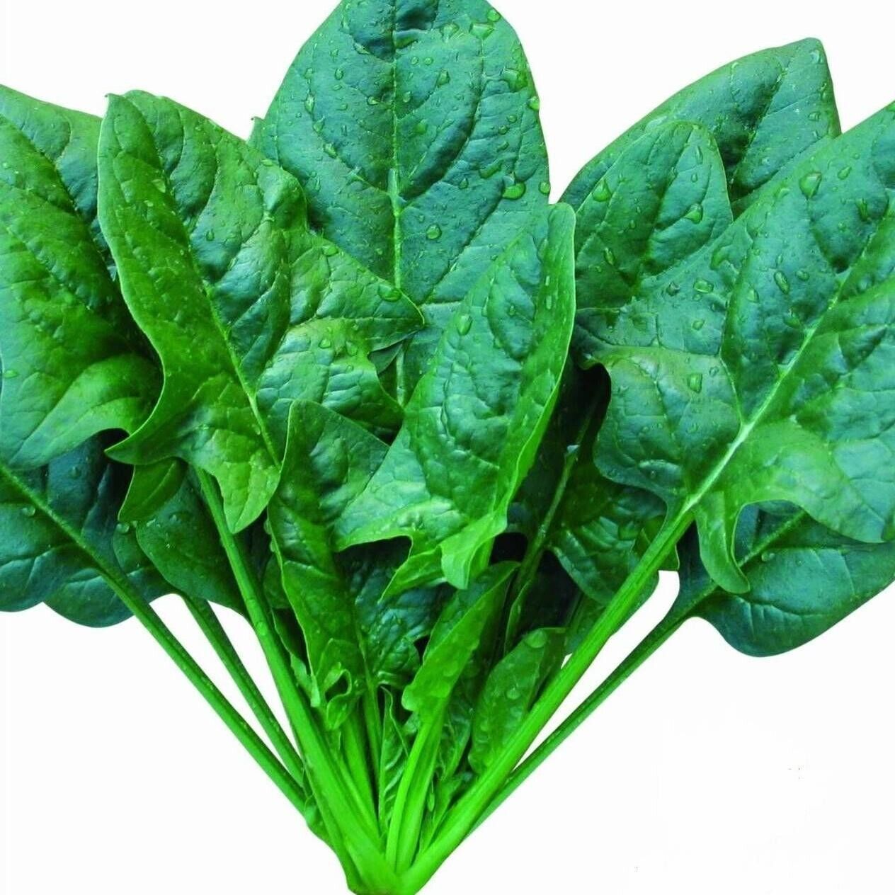 Spinach -Atlas Green Vegetable Seeds