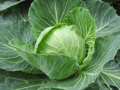 Cabbage -Green Ball Vegetable Seeds over 800 pills