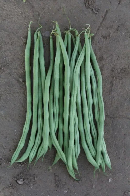 Asparagus Bean -Atlas Long Slim Vegetable Seeds