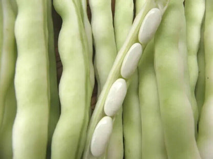 Bean -Tender White Vegetable Seeds