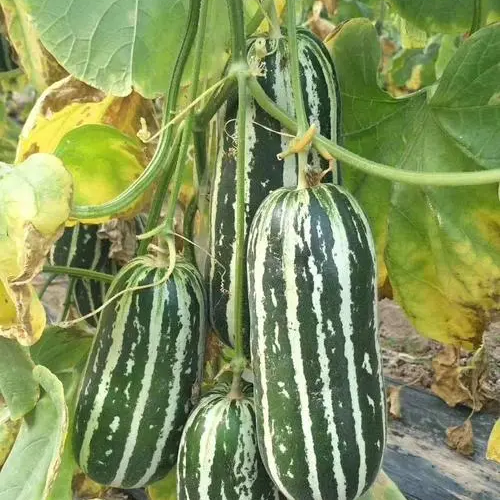 Melon Vegetable Seeds