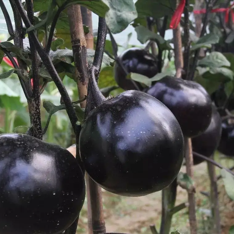 Eggplant -Round Shiny Ball Vegetable Seeds