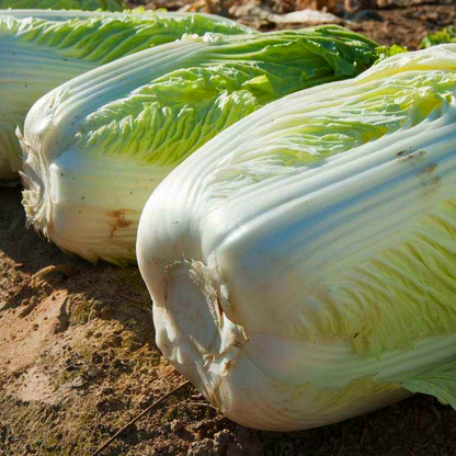 Asian Cabbage -Fresh Vegie Vegetable Seeds over 3000pills