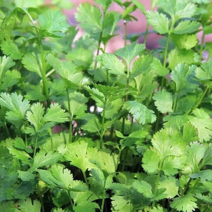 Cilantro -Atlas Aroma Vegetable Seeds