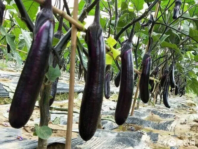 Long Eggplant -Atlas Wonder Vegetable Seeds