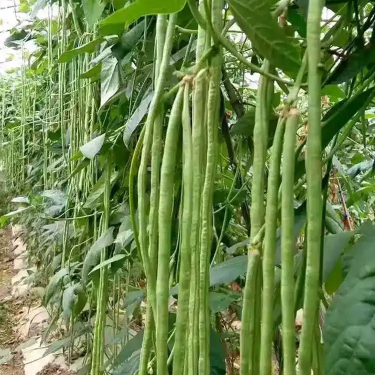 (Cowpea)Stringless Bean -Diana Vegetable Seeds