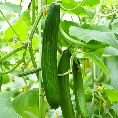 Fruit Cucumber -Green Crisp F1 Hybrid Vegetable Seeds