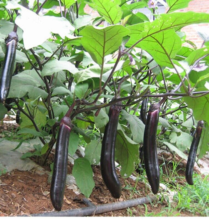 Long Eggplant -Atlas Wonder Vegetable Seeds