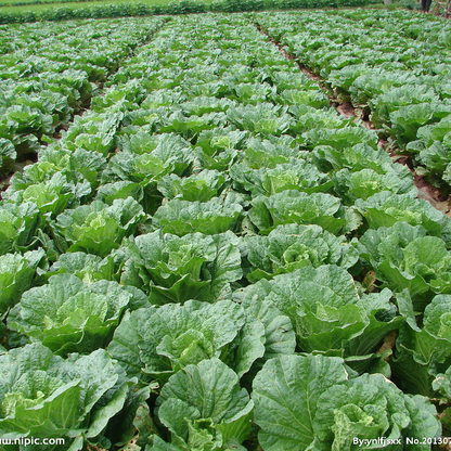 Asian Cabbage -Fresh Vegie Vegetable Seeds over 3000pills