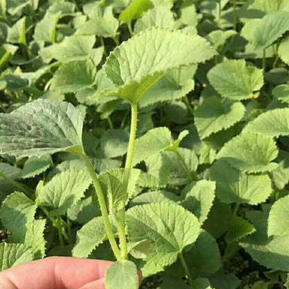 Melon Vegetable Seeds