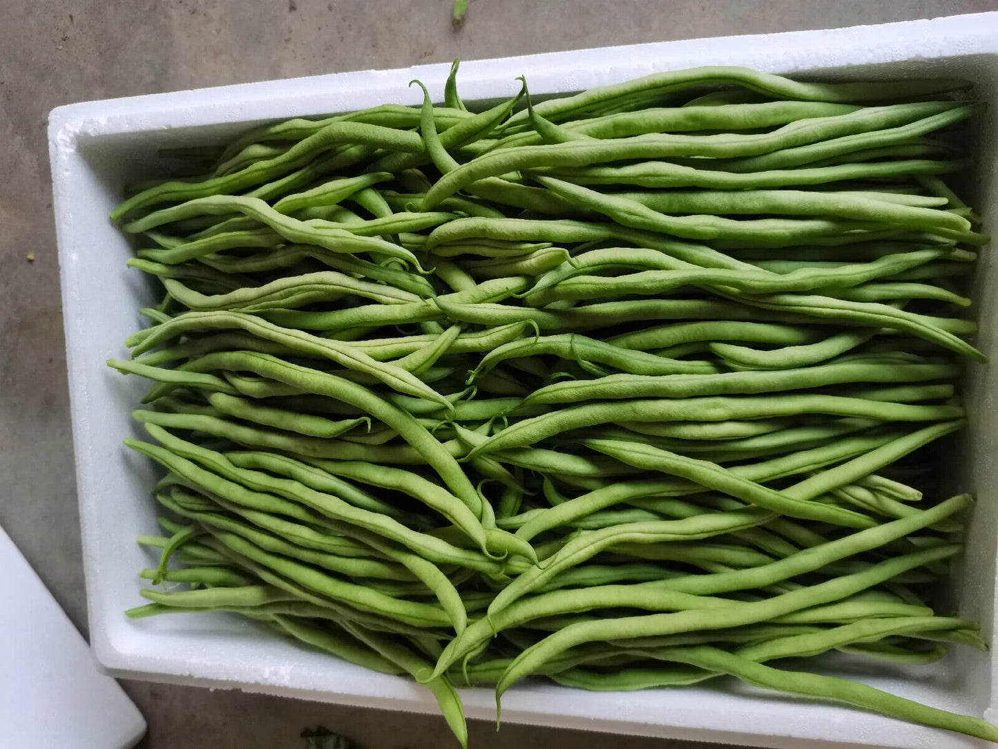 Asparagus Bean -Atlas Long Slim Vegetable Seeds