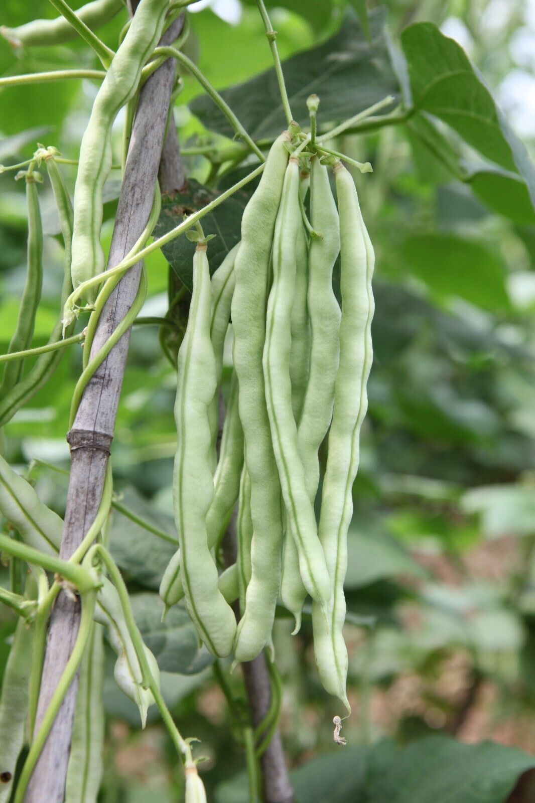 Bean -Tender White Vegetable Seeds