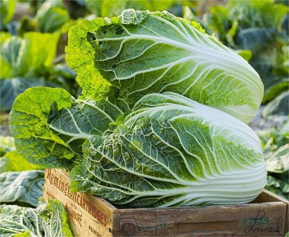 Asian Cabbage -Fresh Vegie Vegetable Seeds over 3000pills