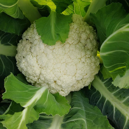 Cauliflower -Atlas Vegflower Vegetable Seeds