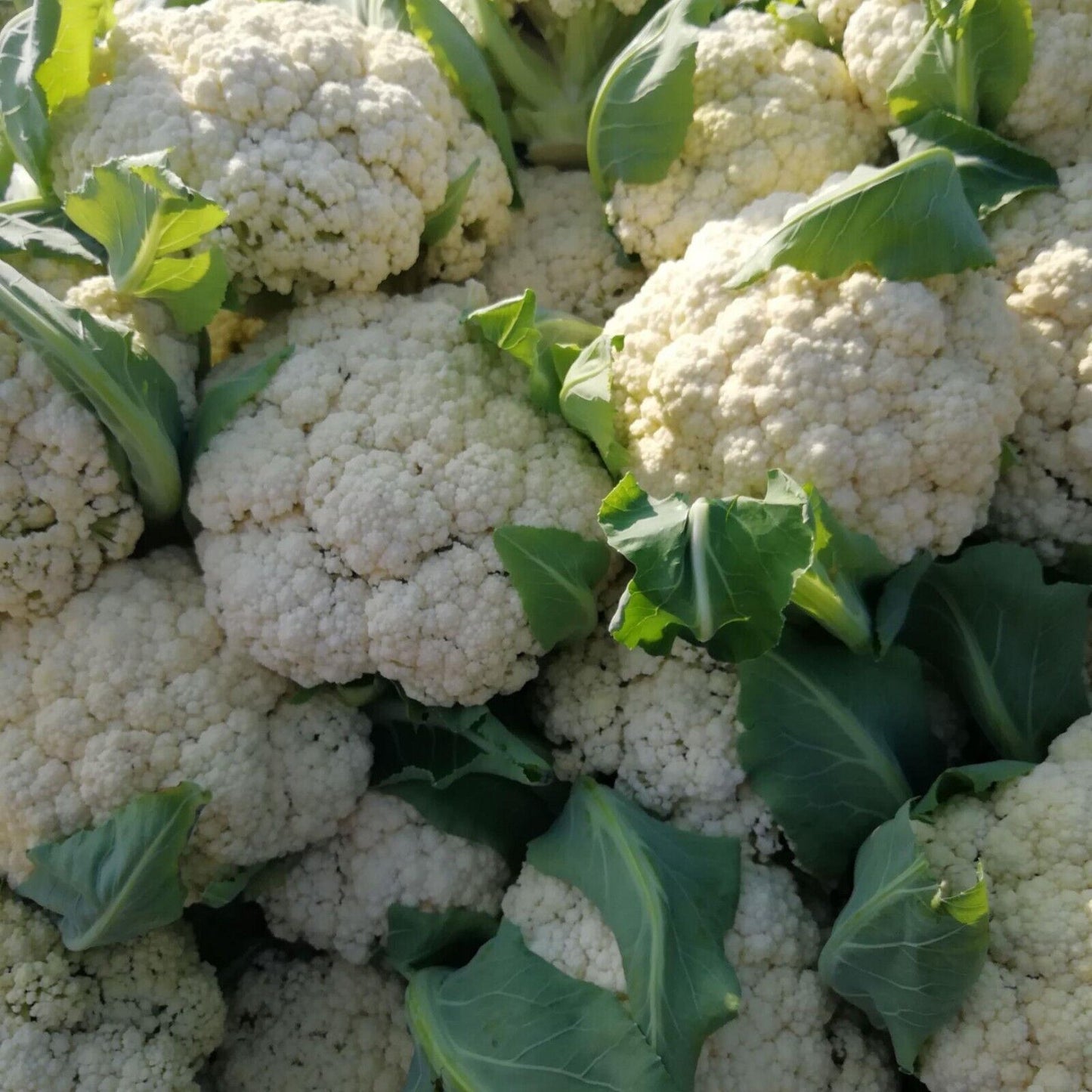 Cauliflower -Atlas Vegflower Vegetable Seeds