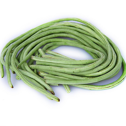 (Cowpea)Stringless Bean -Diana Vegetable Seeds