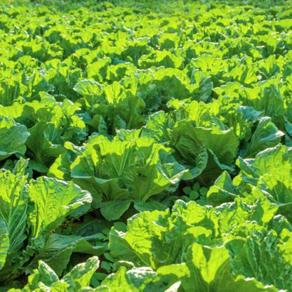 Asian Cabbage -Fresh Vegie Vegetable Seeds over 3000pills