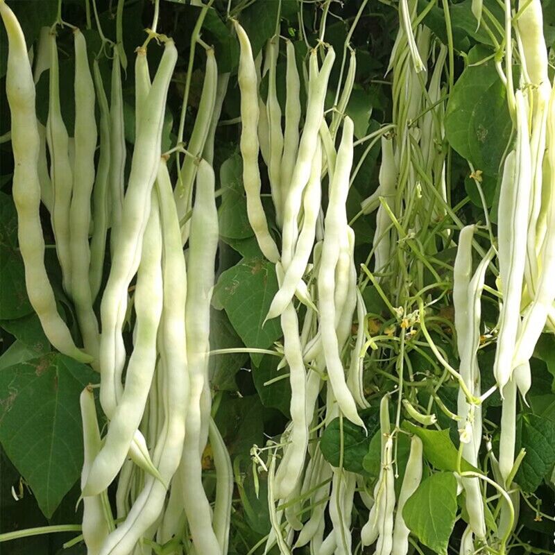 Bean -Tender White Vegetable Seeds