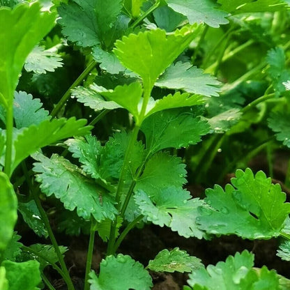 Cilantro -Atlas Aroma Vegetable Seeds