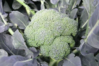 Broccoli -Autumn Beauty Vegetable Seeds over