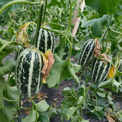 Melon Vegetable Seeds