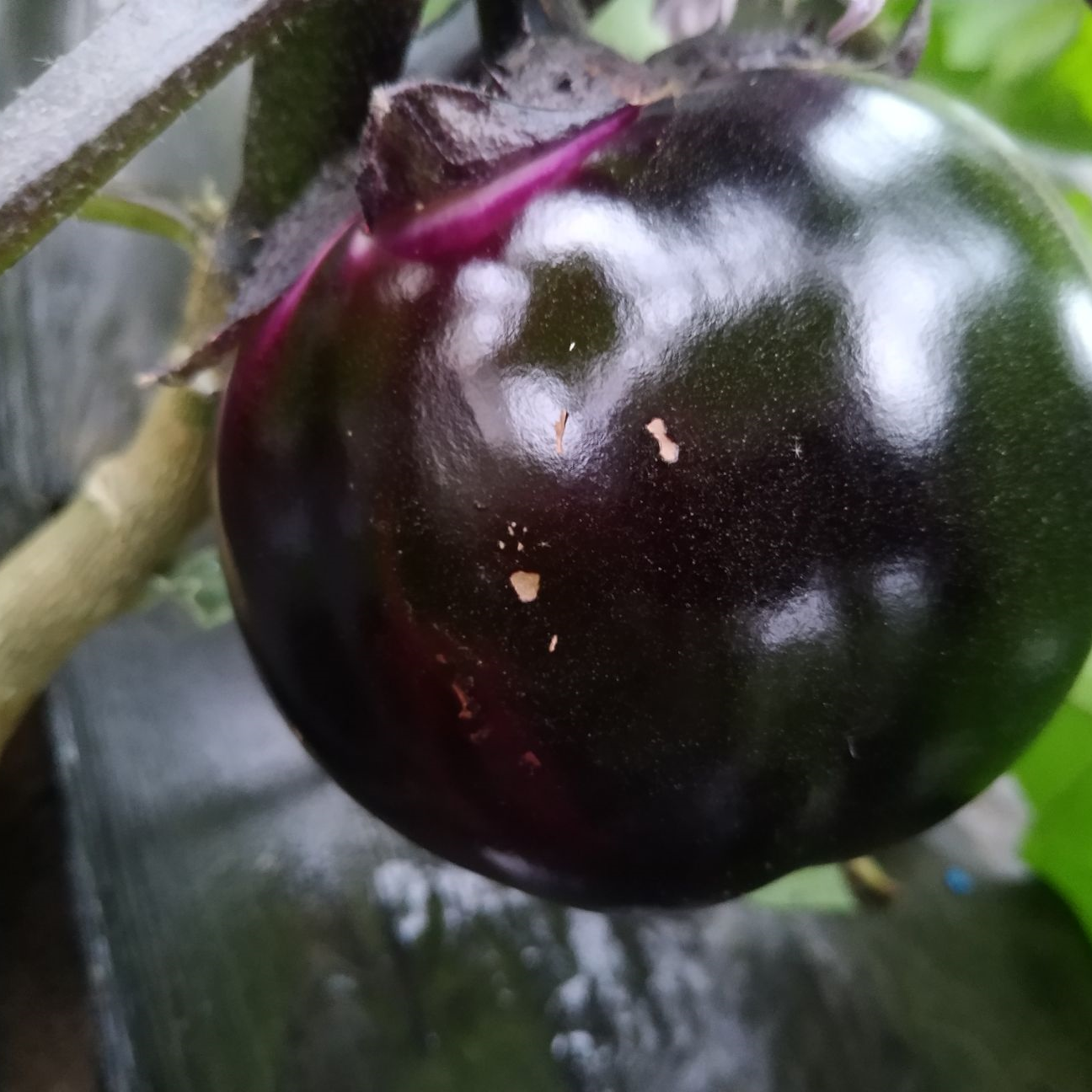 Eggplant -Round Shiny Ball Vegetable Seeds