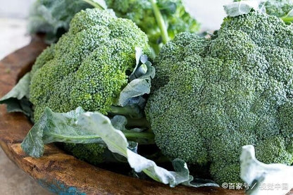 Broccoli -Autumn Beauty Vegetable Seeds over