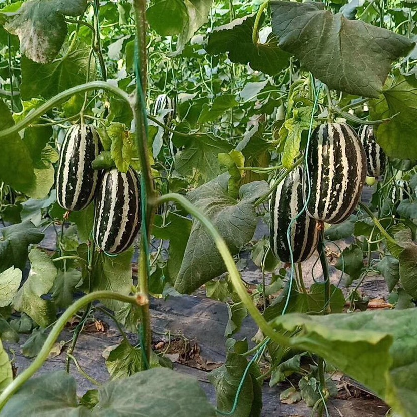 Melon Vegetable Seeds