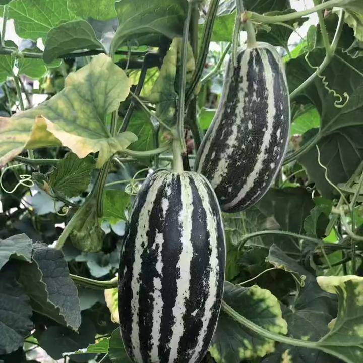 Melon Vegetable Seeds