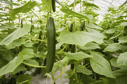 Fruit Cucumber -Green Crisp F1 Hybrid Vegetable Seeds