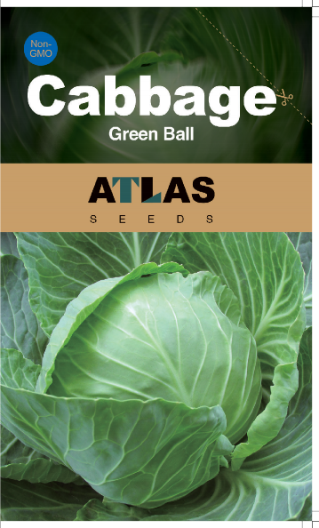 Cabbage -Green Ball Vegetable Seeds over 800 pills