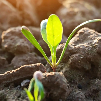 Spinach -Atlas Green Vegetable Seeds