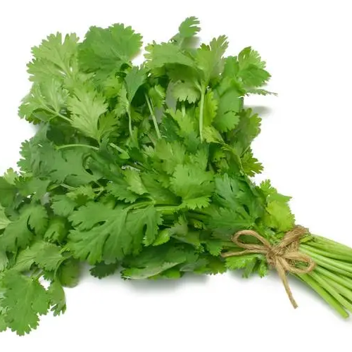 Cilantro -Atlas Aroma Vegetable Seeds