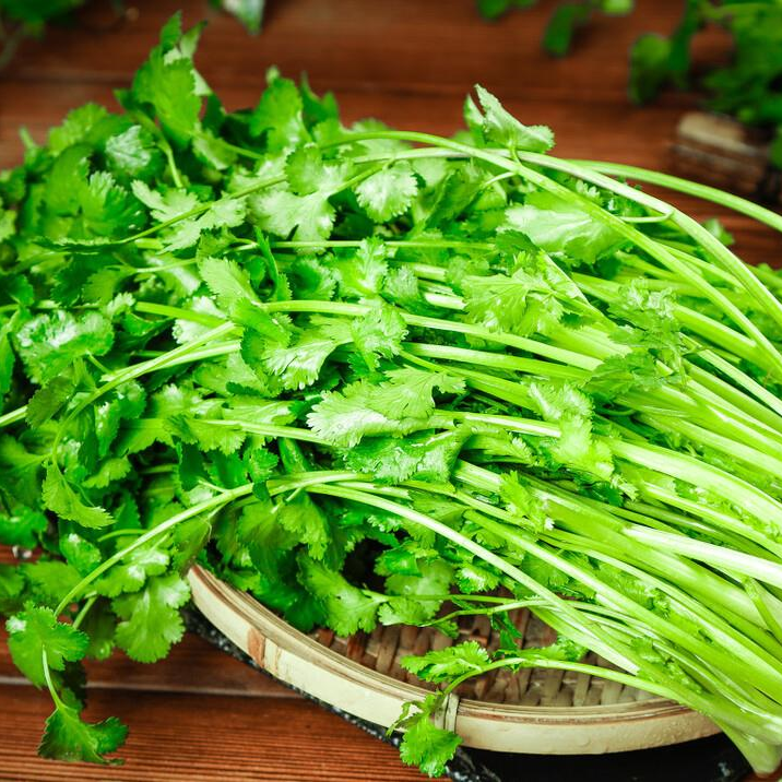 Cilantro -Atlas Aroma Vegetable Seeds