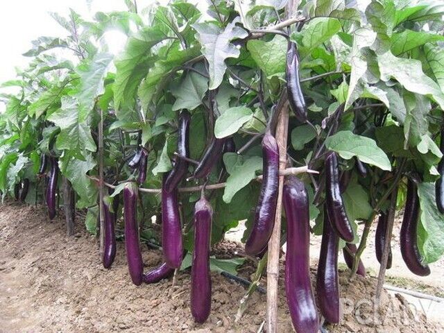 Long Eggplant -Atlas Wonder Vegetable Seeds