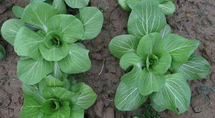 Pakchoi -Green Star Vegetable Seeds