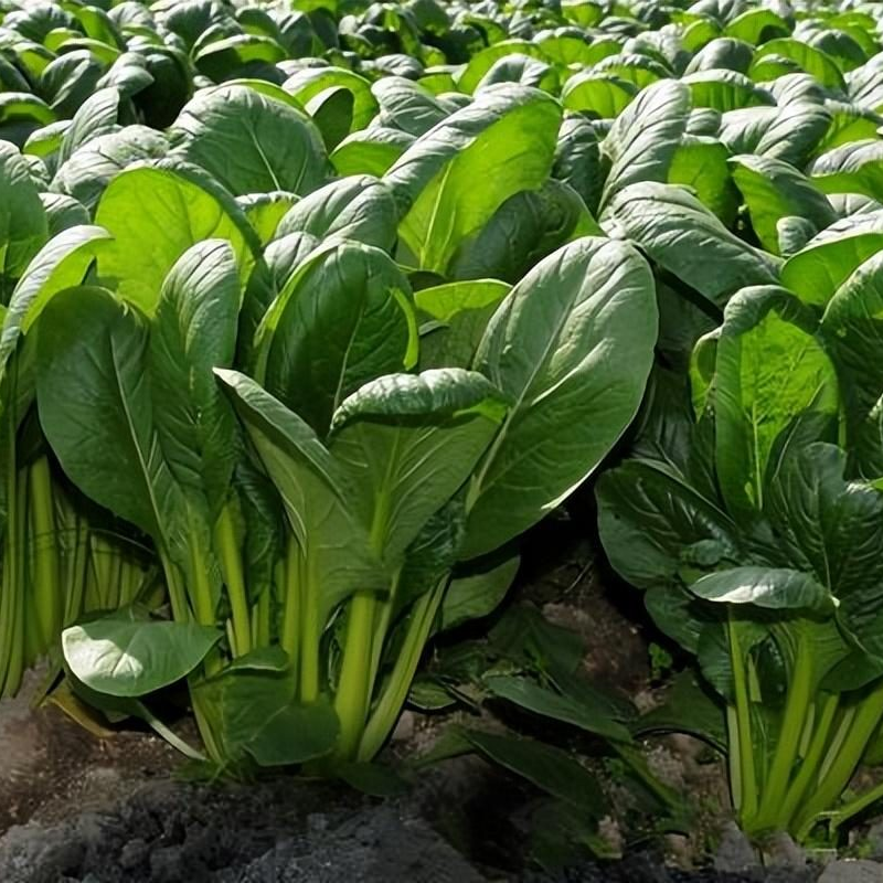 Spinach -Atlas Green Vegetable Seeds