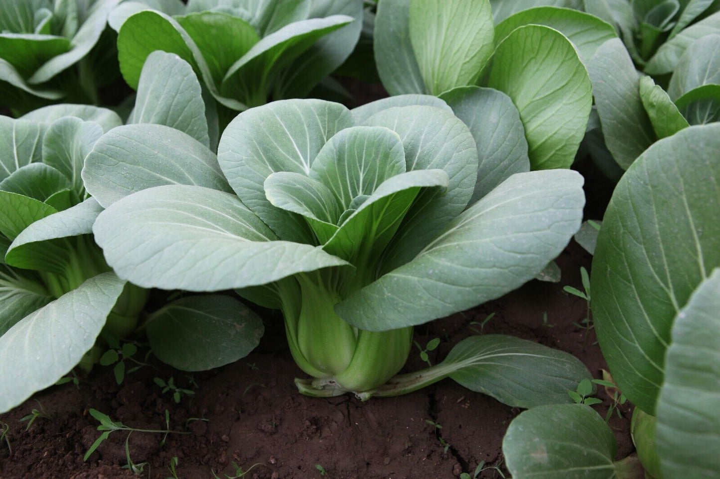 Brassica -Atlas Crisp Vegetable Seeds