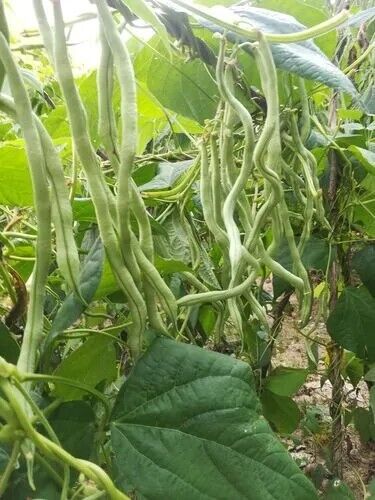 Asparagus Bean -Atlas Long Slim Vegetable Seeds