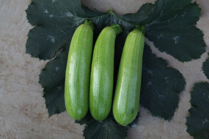 Zucchini -Green Eden