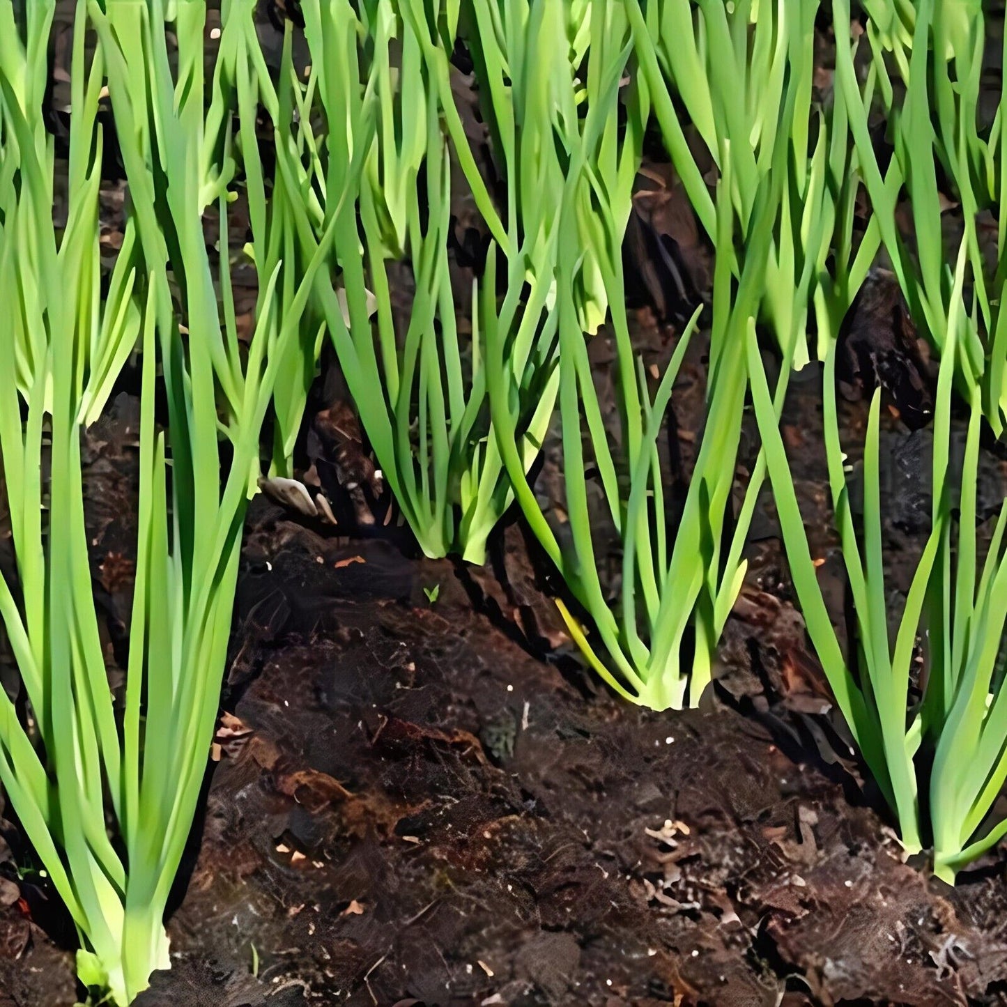 Onion -Atlas Layer Vegetable Seeds