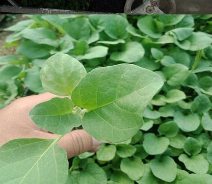 Long Eggplant -Atlas Wonder Vegetable Seeds