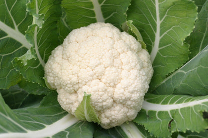 Cauliflower -Atlas Vegflower Vegetable Seeds