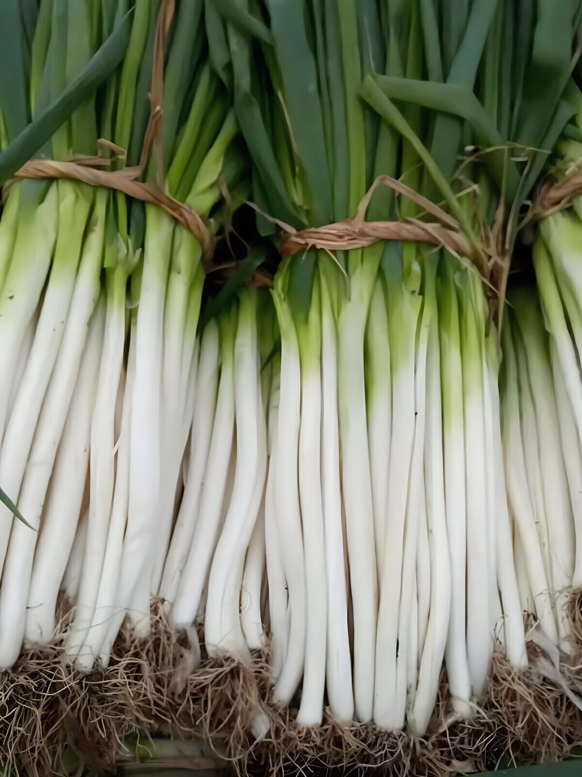 Atlas Scallion Onion Vegetable Seeds - Over 10,00 Seeds