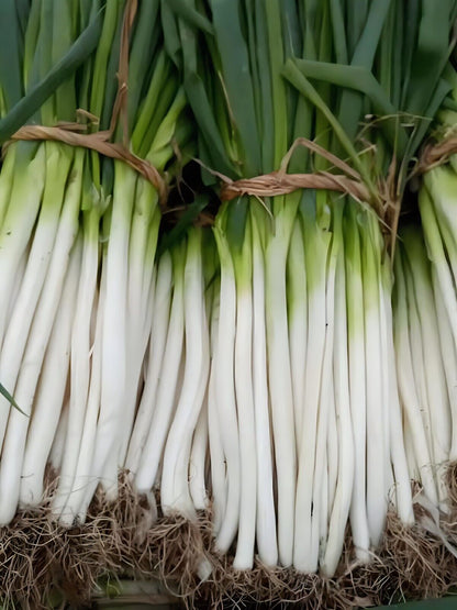 Atlas Scallion Onion Vegetable Seeds - Over 10,00 Seeds